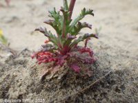 rosy or sinuate gilia (<em>Gilia sinuata</em>)