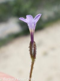 rosy or sinuate gilia (<em>Gilia sinuata</em>)
