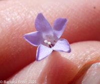Gilia sinuata