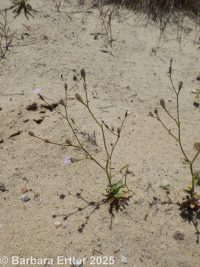 rosy or sinuate gilia (<em>Gilia sinuata</em>)