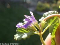 ground-ivy (<em>Glechoma hederacea</em>)