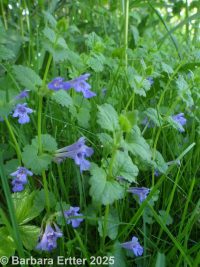 ground-ivy (<em>Glechoma hederacea</em>)