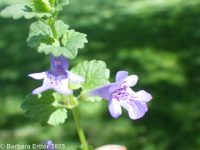 ground-ivy (<em>Glechoma hederacea</em>)