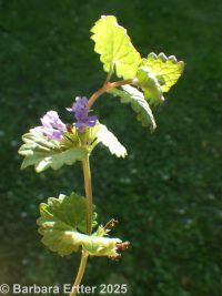 ground-ivy (<em>Glechoma hederacea</em>)