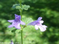 ground-ivy (<em>Glechoma hederacea</em>)