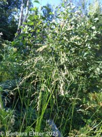 tall mannagrass (<em>Glyceria elata</em>)