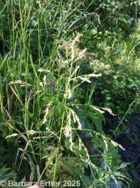 tall mannagrass (<em>Glyceria elata</em>)