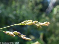 tall mannagrass (<em>Glyceria elata</em>)