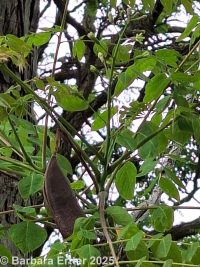 Kentucky coffee tree (<em>Gymnocladus dioicus</em>)