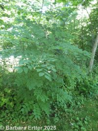 Kentucky coffee tree (<em>Gymnocladus dioicus</em>)