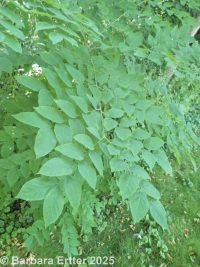 Kentucky coffee tree (<em>Gymnocladus dioicus</em>)
