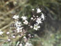 baby's-breath (<em>Gypsophila paniculata</em>)