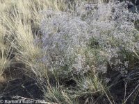baby's-breath (<em>Gypsophila paniculata</em>)
