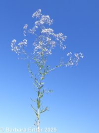 baby's-breath (<em>Gypsophila paniculata</em>)