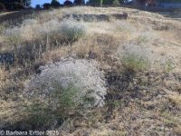 baby's-breath (<em>Gypsophila paniculata</em>)