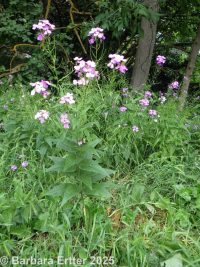 dames rocket, Damask-violet (<em>Hesperis matronalis</em>)
