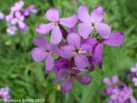 dames rocket, Damask-violet (<em>Hesperis matronalis</em>)