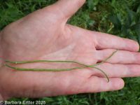 dames rocket, Damask-violet (<em>Hesperis matronalis</em>)