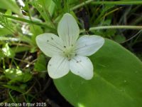 California hesperochiron (<em>Hesperochiron californicus</em>)