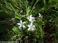 California hesperochiron (<em>Hesperochiron californicus</em>)