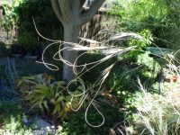 needle-and-thread grass (<em>Hesperostipa comata ssp. comata</em>)