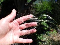 needle-and-thread grass (<em>Hesperostipa comata ssp. comata</em>)