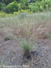 needle-and-thread grass (<em>Hesperostipa comata ssp. comata</em>)