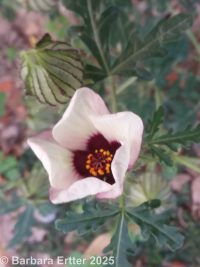 flower-of-an-hour (<em>Hibiscus trionum</em>)