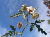 flower-of-an-hour (<em>Hibiscus trionum</em>)