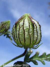 flower-of-an-hour (<em>Hibiscus trionum</em>)