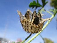 flower-of-an-hour (<em>Hibiscus trionum</em>)