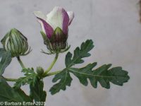 flower-of-an-hour (<em>Hibiscus trionum</em>)