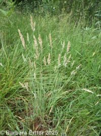 velvetgrass (<em>Holcus lanatus</em>)