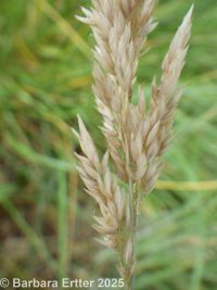 velvetgrass (<em>Holcus lanatus</em>)