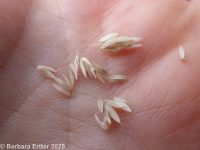 velvetgrass (<em>Holcus lanatus</em>)