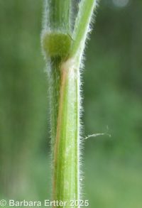 velvetgrass (<em>Holcus lanatus</em>)