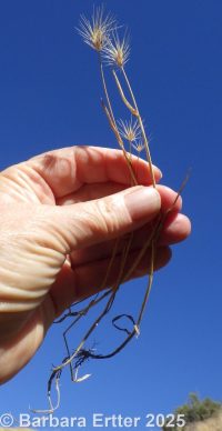 Mediterranean barley (<em>Hordeum geniculatum</em>)