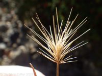 Mediterranean barley (<em>Hordeum geniculatum</em>)