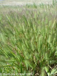 Mediterranean barley (<em>Hordeum geniculatum</em>)