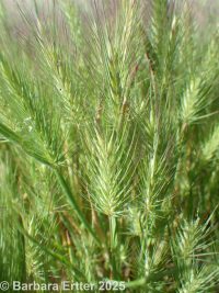 Mediterranean barley (<em>Hordeum geniculatum</em>)
