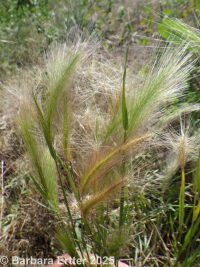foxtail barley (<em>Hordeum jubatum</em>)