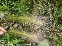 foxtail barley (<em>Hordeum jubatum</em>)