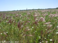 foxtail barley (<em>Hordeum jubatum</em>)