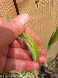 mouse or wall barley (<em>Hordeum murinum ssp. glaucum</em>)