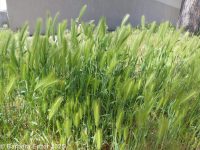 mouse or wall barley (<em>Hordeum murinum ssp. glaucum</em>)