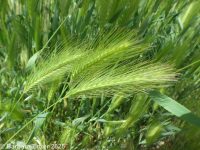 mouse or wall barley (<em>Hordeum murinum ssp. glaucum</em>)