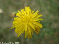 hairy cat's-ear (<em>Hypochaeris radicata</em>)