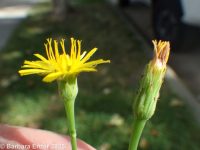 hairy cat's-ear (<em>Hypochaeris radicata</em>)
