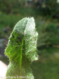 hairy cat's-ear (<em>Hypochaeris radicata</em>)