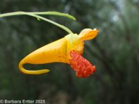 spotted jewelweed, spotted touch-me-not (<em>Impatiens capensis</em>)